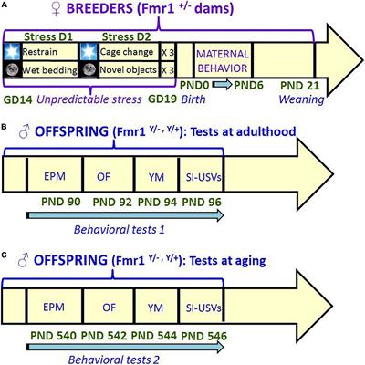 Long-term behavioral effects of prenatal stress in the Fmr1-knock-out mouse model for fragile X syndrome